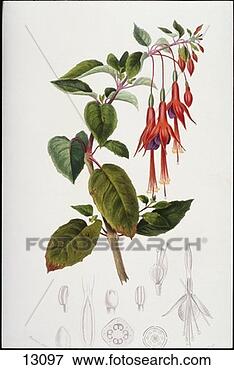 Stock Illustration - fuchsia blossoms. 
fotosearch - search 
clipart, illustration, 
drawings and vector 
eps graphics images