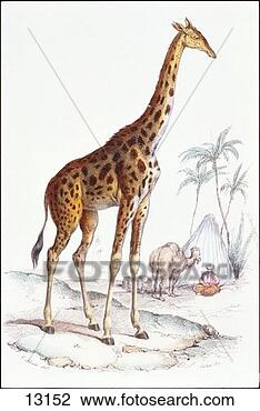 Clip Art - giraffe. fotosearch 
- search clipart, 
illustration, 
drawings and vector 
eps graphics images