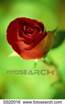 Stock Photo - rose. fotosearch 
- search stock 
photos, pictures, 
images, and photo 
clipart