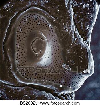 Stock Image - alien tick. fotosearch 
- search stock 
photos, pictures, 
images, and photo 
clipart