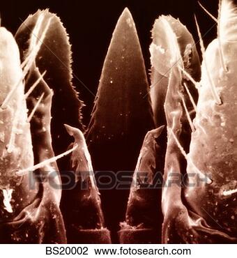 Stock Photo - mysterious tick. 
fotosearch - search 
stock photos, 
pictures, images, 
and photo clipart