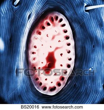 Stock Photo - tick abstract. 
fotosearch - search 
stock photos, 
pictures, images, 
and photo clipart