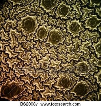 Picture - tick abstract. 
fotosearch - search 
stock photos, 
pictures, images, 
and photo clipart