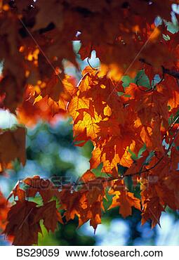 Stock Photograph - autumn colored 
maple leaves. 
fotosearch - search 
stock photos, 
pictures, images, 
and photo clipart