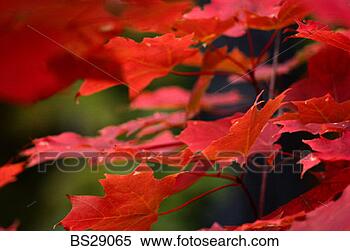 Stock Image - close-up of autumn 
leaves. fotosearch 
- search stock 
photos, pictures, 
images, and photo 
clipart