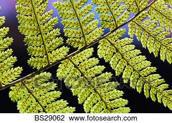 Stock Photo - close-up of a 
fern frond. fotosearch 
- search stock 
photos, pictures, 
images, and photo 
clipart