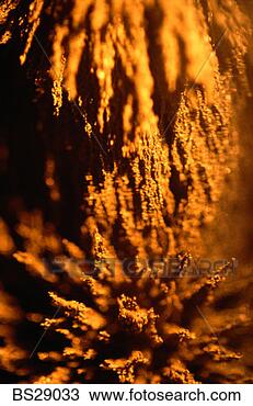 Stock Photo - close-up of iron 
filings on a magnet. 
fotosearch - search 
stock photos, 
pictures, images, 
and photo clipart