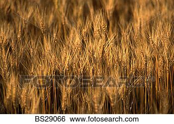 Stock Photo - close-up of wheat 
growing in a field. 
fotosearch - search 
stock photos, 
pictures, images, 
and photo clipart