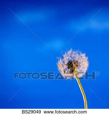 Stock Photograph - dandelion gone 
to seed. fotosearch 
- search stock 
photos, pictures, 
images, and photo 
clipart