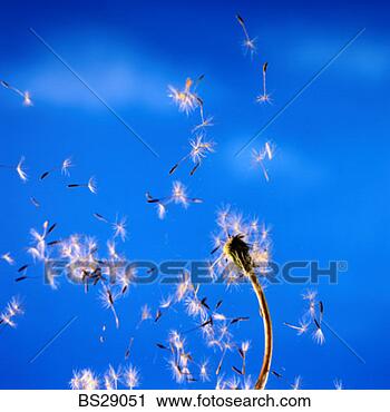 Stock Photography - dandelion seeds 
blowing in the 
wind. fotosearch 
- search stock 
photos, pictures, 
images, and photo 
clipart