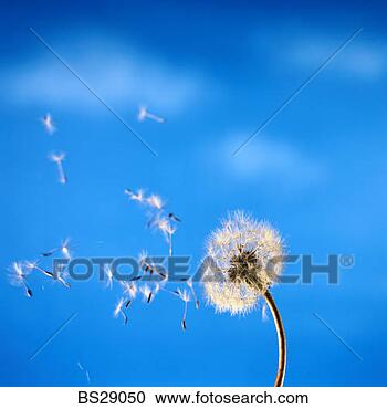 Stock Photography - dandelion in the 
wind. fotosearch 
- search stock 
photos, pictures, 
images, and photo 
clipart