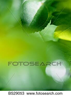 Stock Photo - detail of a leaf. 
fotosearch - search 
stock photos, 
pictures, images, 
and photo clipart