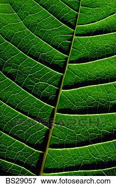 Picture - detail of a leaf. 
fotosearch - search 
stock photos, 
pictures, images, 
and photo clipart