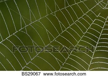 Picture - dew on a spider 
web. fotosearch 
- search stock 
photos, pictures, 
images, and photo 
clipart