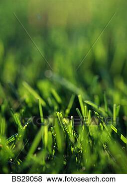 Stock Photo - grass. fotosearch 
- search stock 
photos, pictures, 
images, and photo 
clipart
