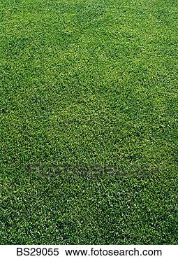 Stock Image - green grass on 
a golf course 
putting green. 
fotosearch - search 
stock photos, 
pictures, images, 
and photo clipart