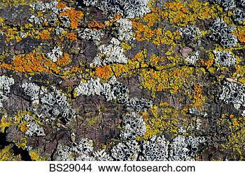 Stock Photo - lichen on the 
bark of a tree. 
fotosearch - search 
stock photos, 
pictures, images, 
and photo clipart