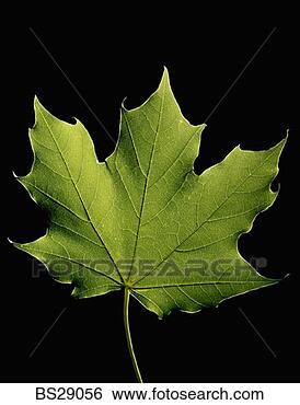 Stock Photo - maple leaf. fotosearch 
- search stock 
photos, pictures, 
images, and photo 
clipart
