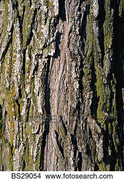 Stock Photo - tree bark background. 
fotosearch - search 
stock photos, 
pictures, images, 
and photo clipart