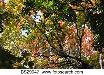 Picture - tree branches 
in autumn. fotosearch 
- search stock 
photos, pictures, 
images, and photo 
clipart