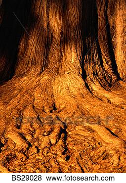 Stock Photo - tree roots. fotosearch 
- search stock 
photos, pictures, 
images, and photo 
clipart
