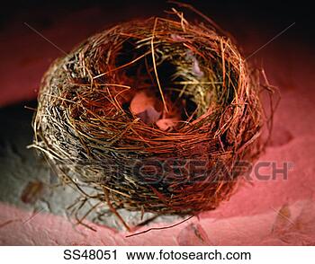 Stock Photography - bird's nest. fotosearch 
- search stock 
photos, pictures, 
images, and photo 
clipart