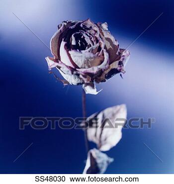 Stock Photography - dead rose. fotosearch 
- search stock 
photos, pictures, 
images, and photo 
clipart