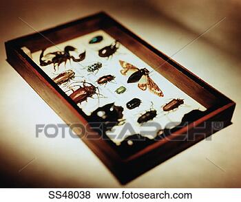 Stock Photo - insects mounted 
in a display case. 
fotosearch - search 
stock photos, 
pictures, images, 
and photo clipart