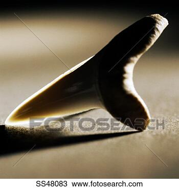 Stock Photo - shark's tooth. 
fotosearch - search 
stock photos, 
pictures, images, 
and photo clipart