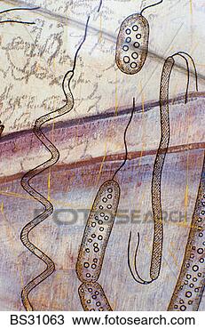 Stock Photo - illustration of 
single-celled 
organisms. fotosearch 
- search stock 
photos, pictures, 
images, and photo 
clipart