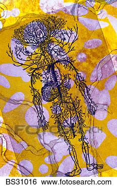 Stock Photo - monoprint of the 
nervous system. 
fotosearch - search 
stock photos, 
pictures, images, 
and photo clipart