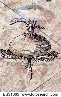 Stock Image - monoprint of a 
root vegetable 
on parchment. 
fotosearch - search 
stock photos, 
pictures, images, 
and photo clipart