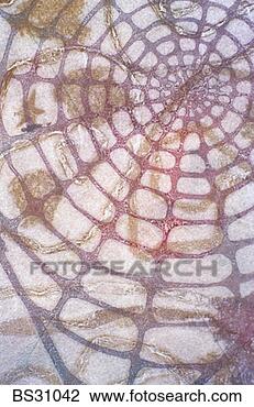 Stock Photo - monoprint of a 
spider's web. 
fotosearch - search 
stock photos, 
pictures, images, 
and photo clipart