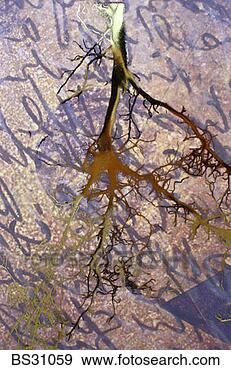 Stock Photograph - monoprint of tree 
roots on parchment. 
fotosearch - search 
stock photos, 
pictures, images, 
and photo clipart