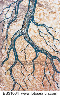 Stock Photo - monoprint of tree 
roots on parchment. 
fotosearch - search 
stock photos, 
pictures, images, 
and photo clipart