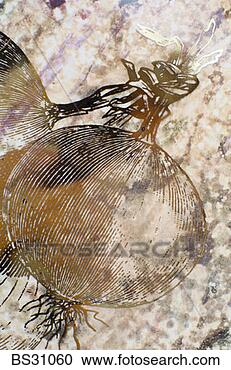 Stock Photography - monoprint of two 
onions on parchment. 
fotosearch - search 
stock photos, 
pictures, images, 
and photo clipart