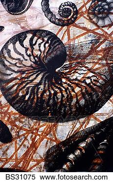 Stock Image - nautilus shell 
illustration monoprint. 
fotosearch - search 
stock photos, 
pictures, images, 
and photo clipart