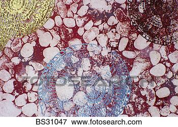Picture - nautilus shells 
over a pebble 
pattern. fotosearch 
- search stock 
photos, pictures, 
images, and photo 
clipart