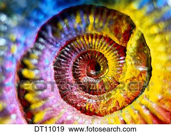 Stock Illustration - ammonite. fotosearch 
- search clipart, 
illustration, 
drawings and vector 
eps graphics images