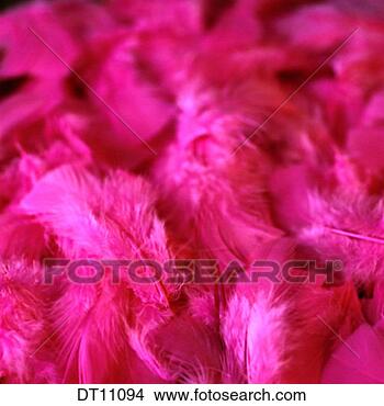 Stock Illustration - hot pink feathers. 
fotosearch - search 
clipart, illustration, 
drawings and vector 
eps graphics images