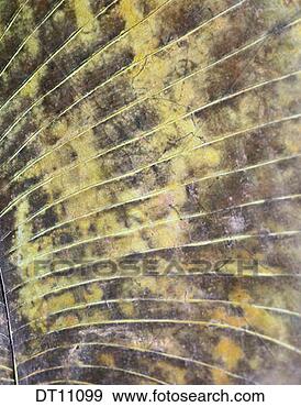 Stock Illustration - metal leaf detail. 
fotosearch - search 
clipart, illustration, 
drawings and vector 
eps graphics images