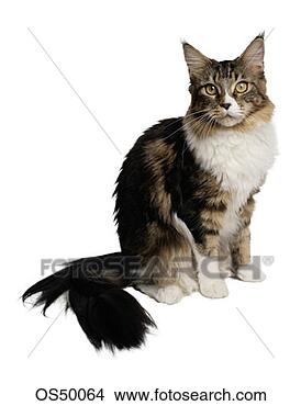 Stock Photo - maine coon cat. 
fotosearch - search 
stock photos, 
pictures, images, 
and photo clipart