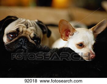 Stock Photo - chihuahua and 
pug sleeping. 
fotosearch - search 
stock photos, 
pictures, images, 
and photo clipart