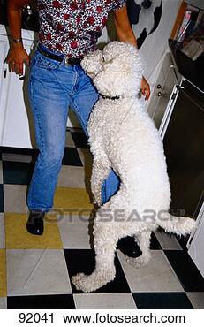 Stock Photography - dog humping a 
woman's leg. fotosearch 
- search stock 
photos, pictures, 
images, and photo 
clipart