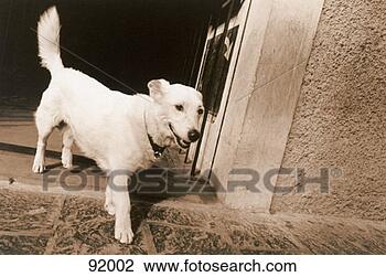 Stock Photo - mixed-breed dog, 
italy. fotosearch 
- search stock 
photos, pictures, 
images, and photo 
clipart
