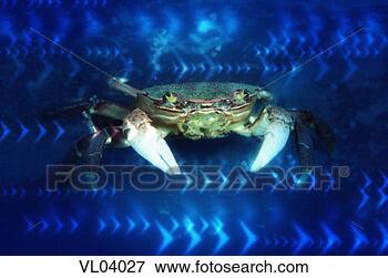 Stock Illustration - crab. fotosearch 
- search clipart, 
illustration, 
drawings and vector 
eps graphics images