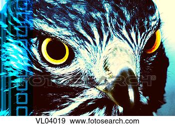 Stock Illustration - falcon. fotosearch 
- search clipart, 
illustration, 
drawings and vector 
eps graphics images
