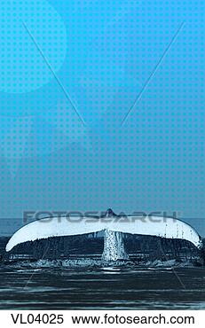 Stock Illustration - fin of humpback 
whale. fotosearch 
- search clipart, 
illustration, 
drawings and vector 
eps graphics images