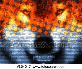 Stock Illustration - gray wolf. fotosearch 
- search clipart, 
illustration, 
drawings and vector 
eps graphics images