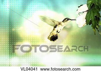 Clipart - hummingbird. fotosearch 
- search clipart, 
illustration, 
drawings and vector 
eps graphics images